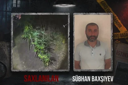Dağlıq ərazidə çətənə əkib, xüsusi qulluq göstərirdi