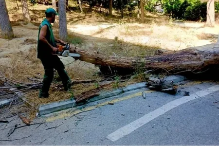 Nəsimidə təhlükəli ağaclar götürülür: köhnənin yerinə yenisi əkilir - FOTO