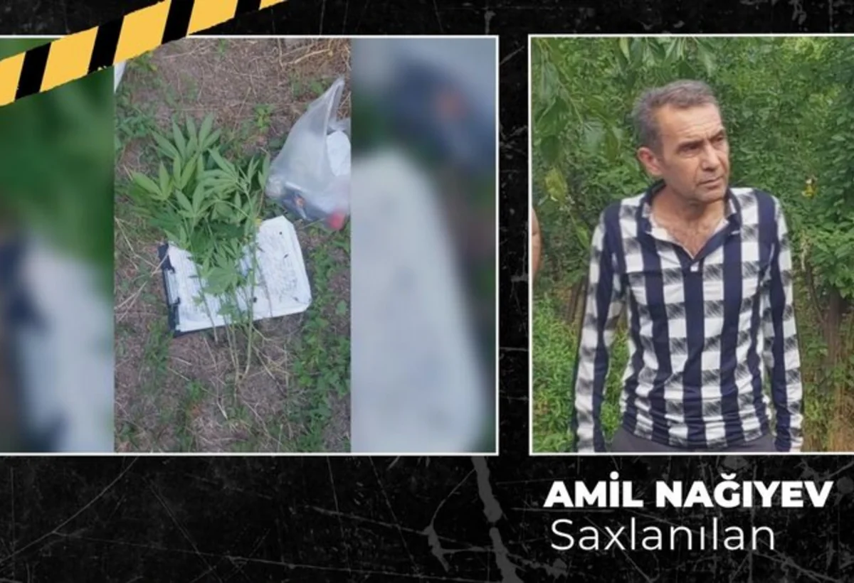Ağsuda çətənə kolu yetişdirən şəxs tutuldu