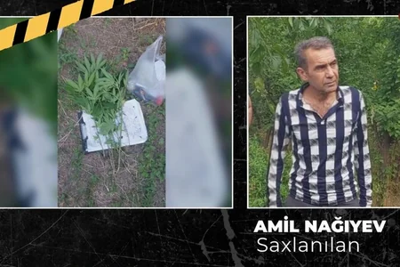 Ağsuda çətənə kolu yetişdirən şəxs tutuldu