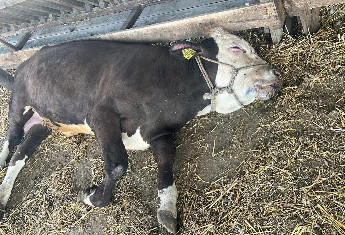 Cəlilabadda heyvanlara vaksin vurulsa da yara töküb tələf olur - FOTO