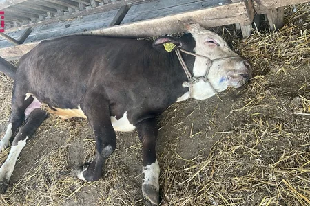 Cəlilabadda heyvanlara vaksin vurulsa da yara töküb tələf olur - FOTO