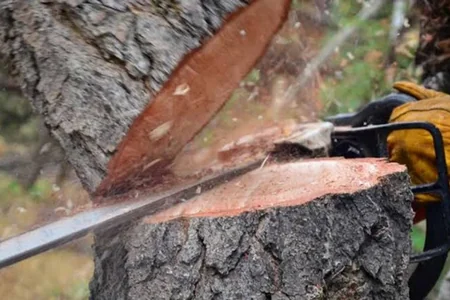 Bakı və Qubada ağaclar məhv edilən ərazilər açıqlandı