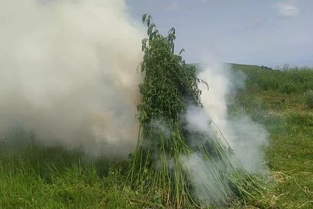 Polis 4 ton çəkidə çətənə kolunu məhv etdi