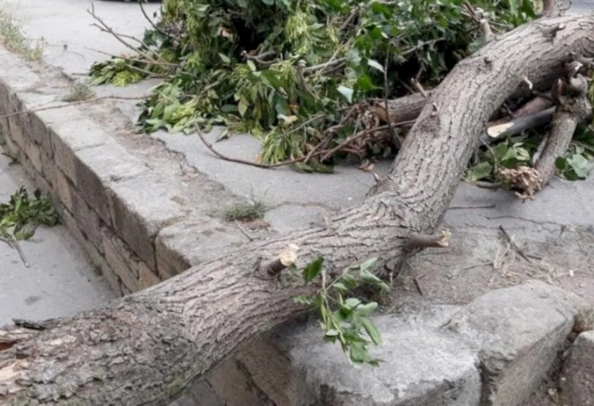 Külək ağacı üstünə aşırdı, ayağı sındı