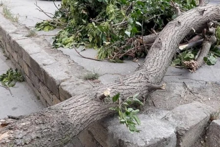 Külək ağacı üstünə aşırdı, ayağı sındı