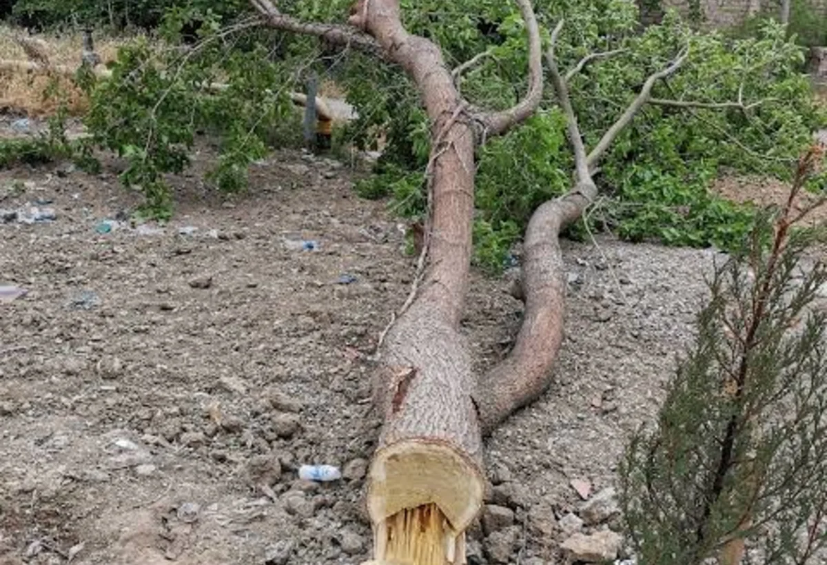 Ağaclar kəsilən küçələr AÇIQLANDI