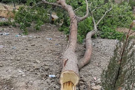 Ağaclar kəsilən küçələr AÇIQLANDI