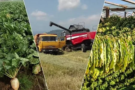 Azərbaycanda şəkər çuğunduru yığımı 2 dəfədən çox artıb