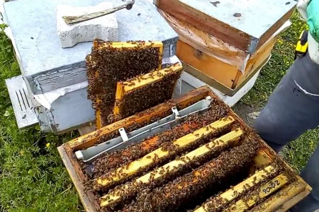 Kənd Təsərrüfatı Nazirliyi arıçılar üçün limiti artırdı