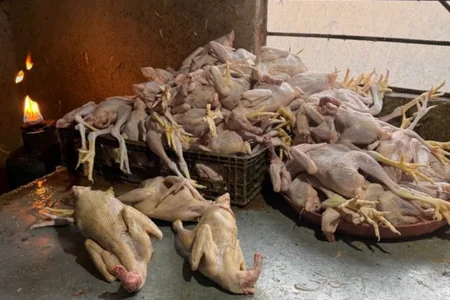 Antisanitar şəraitdə toyuq kəsib təmizlənilən sex aşkarlandı - FOTO