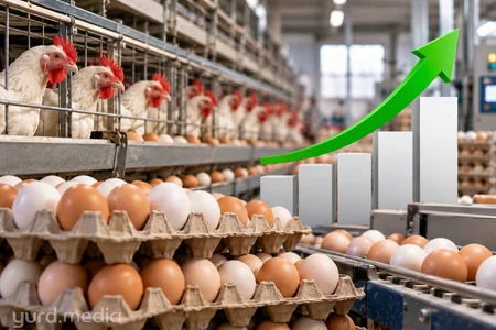 Azərbaycanda yumurta istehsalı 1%-dən çox artıb